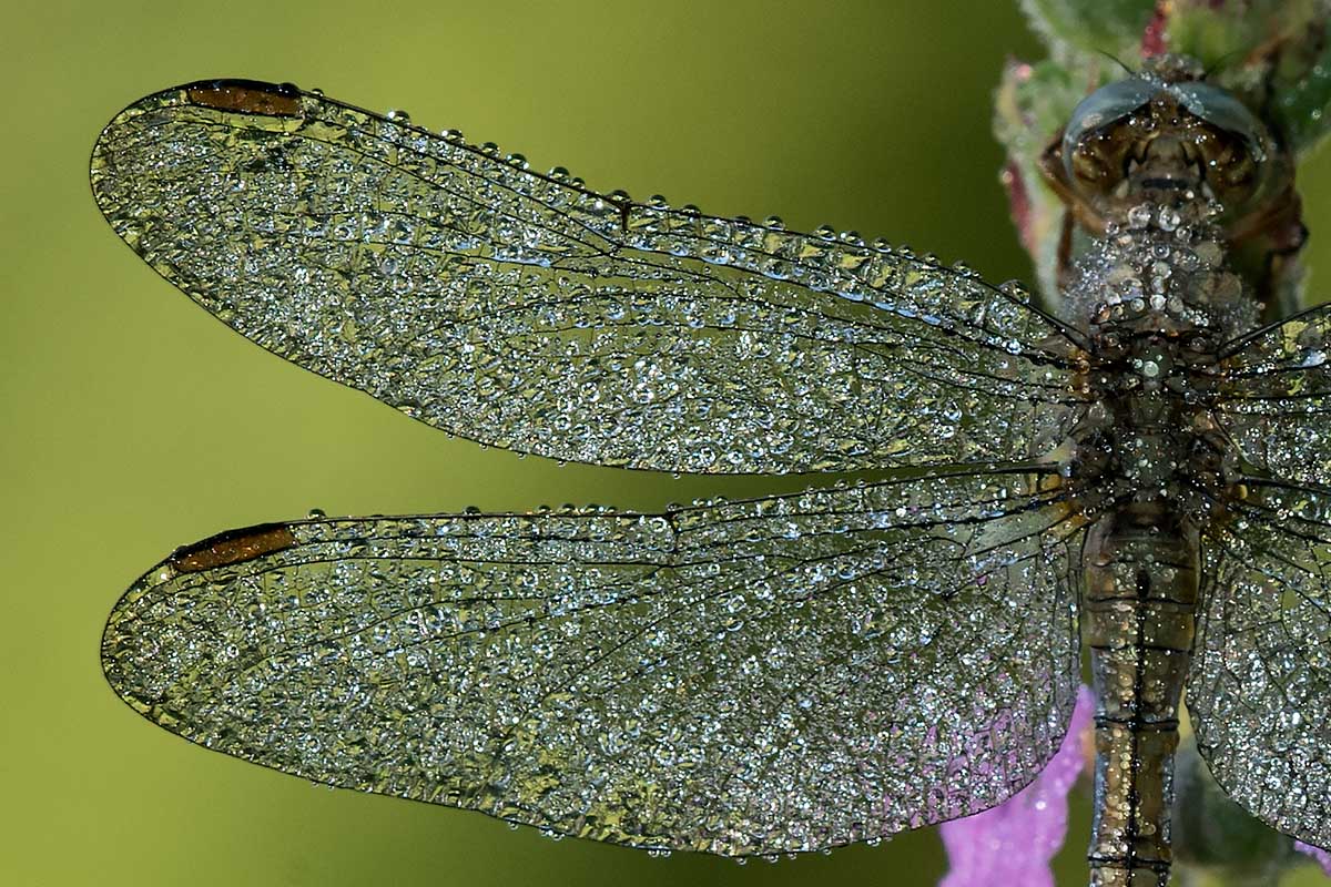 Identificazione: Orthetrum coerulescens